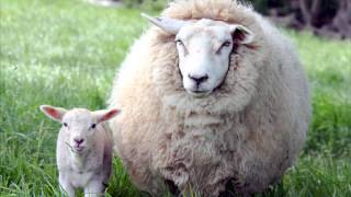 Lamb of God - The Subtle Arts Of Murder And Persuasion (8-bit)