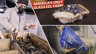 How an Eel Farm Grows and Smokes Eels for Top Sushi Restaurants — Dan Does
