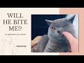 Will He Bite Me Cat Testing