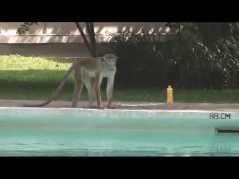 Mischievious Monkeys