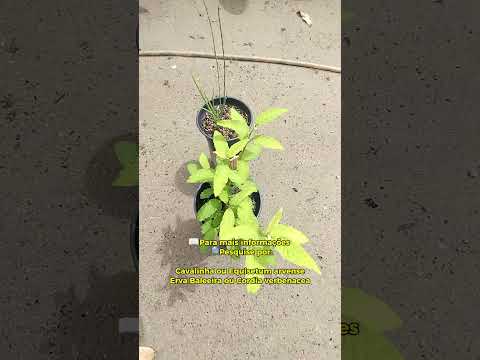 🌿 Cavalinha e Erva-Baleeira medicinal | Carutapera-MA Viveiro De Mudas Cheiro De Giral