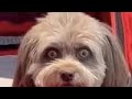 Skinwalker Disguised As Animals