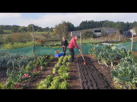 Sowing an overwintering green manure using a zipper