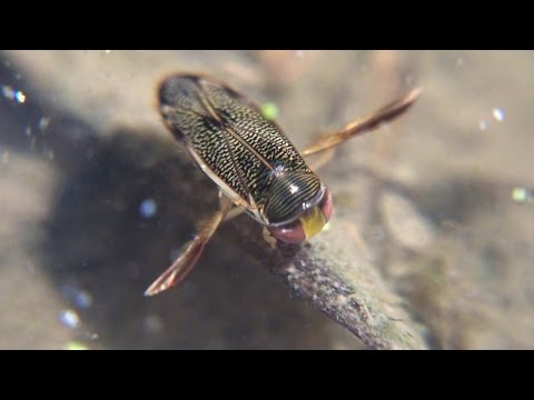 Water Boatmen grooming, feeding and swimming (Trichocorixa sexcincta)