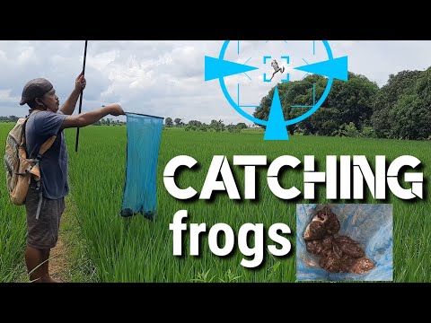 Pamimingwit ng palaka | hunting frogs in the rice field