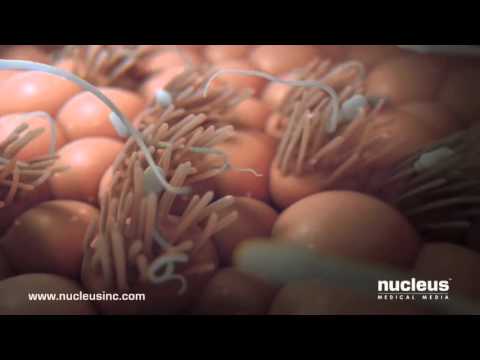 FERTILISATION: How human life begins