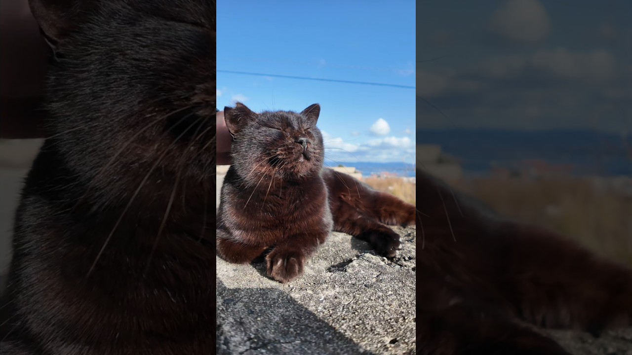猫島の防波堤に座ったら、黒猫が当然のように隣に座ってきた話。