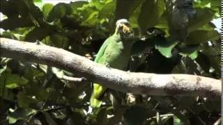 Spirit of the Rainforest (David Arkenstone) - Shaman's Grove