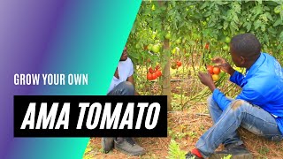 Ama Tomato (Tomatoes) | Bemba language video | No Subtitles