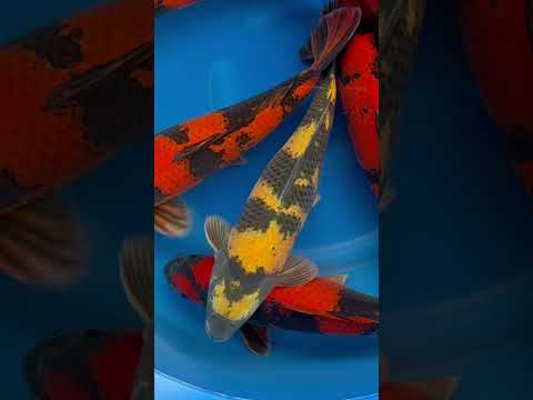 Video Vorschau Ki Utsuri Selektion Japan