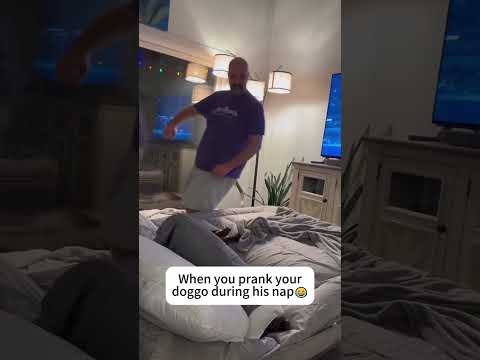 Kittens have tiny perfect paws 🥰 #viral #funnyvideos #cat #fyp #Funny