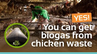 Yes! You can get biogas from chicken waste