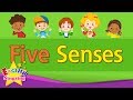 Kids vocabulary - Five Senses - Learn English for kids - English educational video