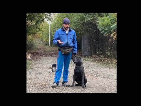 Дрессировка собаки Порода Кане-корсо по кличке Грей/ 12-й день занятий ДРЕССИРОВКА С РАЗДРАЖИТЕЛЯМИ