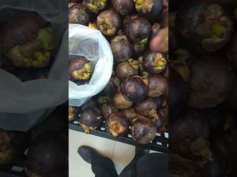 Menyingkirkan lemak pada video perut Paling terbukti cara untuk menurunkan berat badan