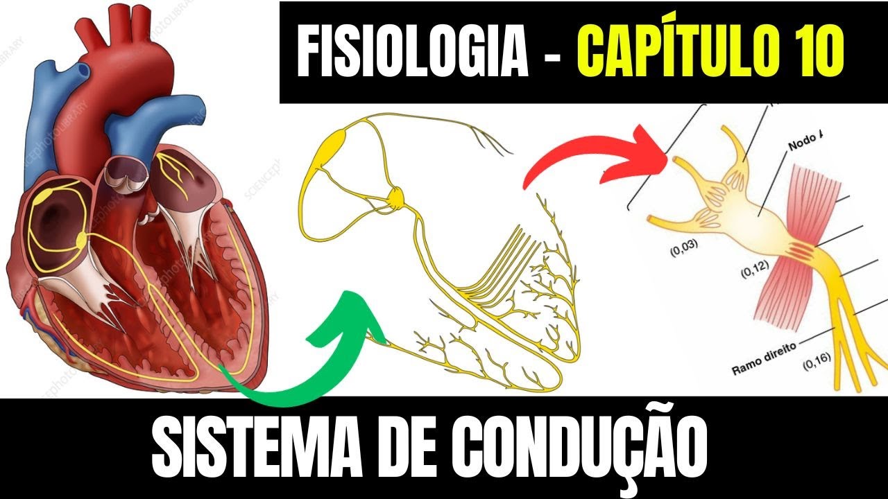 SISTEMA DE CONDUÇÃO DO CORAÇÃO: Excitação rítmica  - Fisiologia ( capítulo 10) │Guyton e Hall