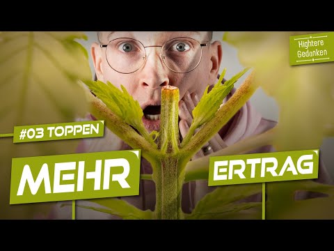 Wir toppen unsere Pflanzen für mehr Ertrag - (Anleitung) Growserie Folge 03