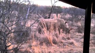 preview picture of video 'Rhinoceros at the Askari Game Lodge in South Africa'