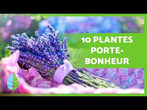 , title : '10 PLANTES PORTE-BONHEUR 🎋🌸 Selon le FENG SHUI'