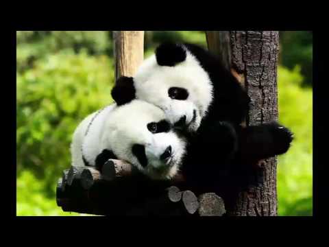 DJ JEDY feat Личи   Панды