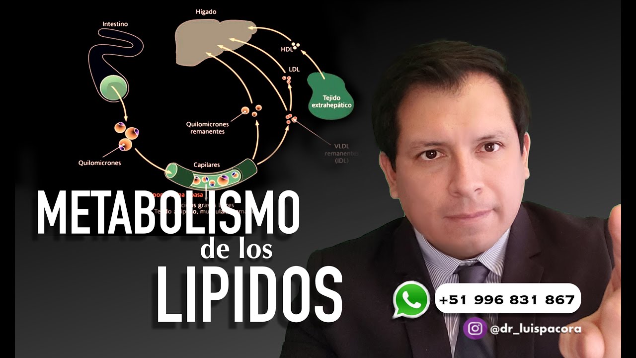 METABOLISMO DE LOS LÍPIDOS - METABOLISMO DE LAS GRASAS
