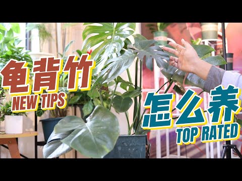 背芋