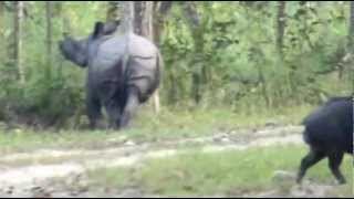 preview picture of video 'WILDLIFE SAFARI IN CHITWAN NATIONAL PARK, NEPAL.'