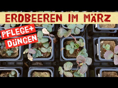 Erdbeeren im März richtig düngen und pflegen. Ab wann kann man Erdbeerpflanzen auspflanzen?