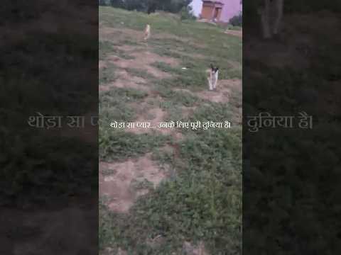 🐶 मैं घर पहुँचा और मेरे 3 दोस्त फिर इंतज़ार करते मिले ❤️ | Dogs Love Without Conditions 🐾
