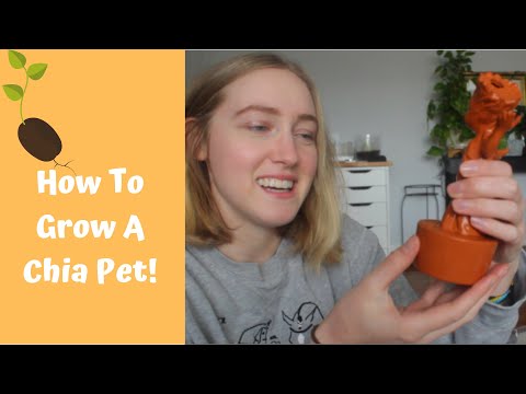 Chia Pets | How to Grow a Chia Pet