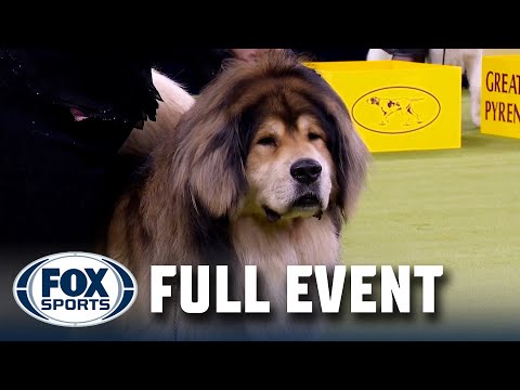 Working Group Judging 2025 | FULL EVENT | Westminster Kennel Club