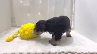 ミニチュアシュナウザーの動画01