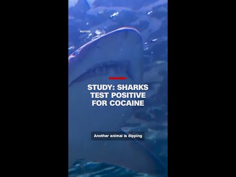 Study: Sharks test positive for cocaine