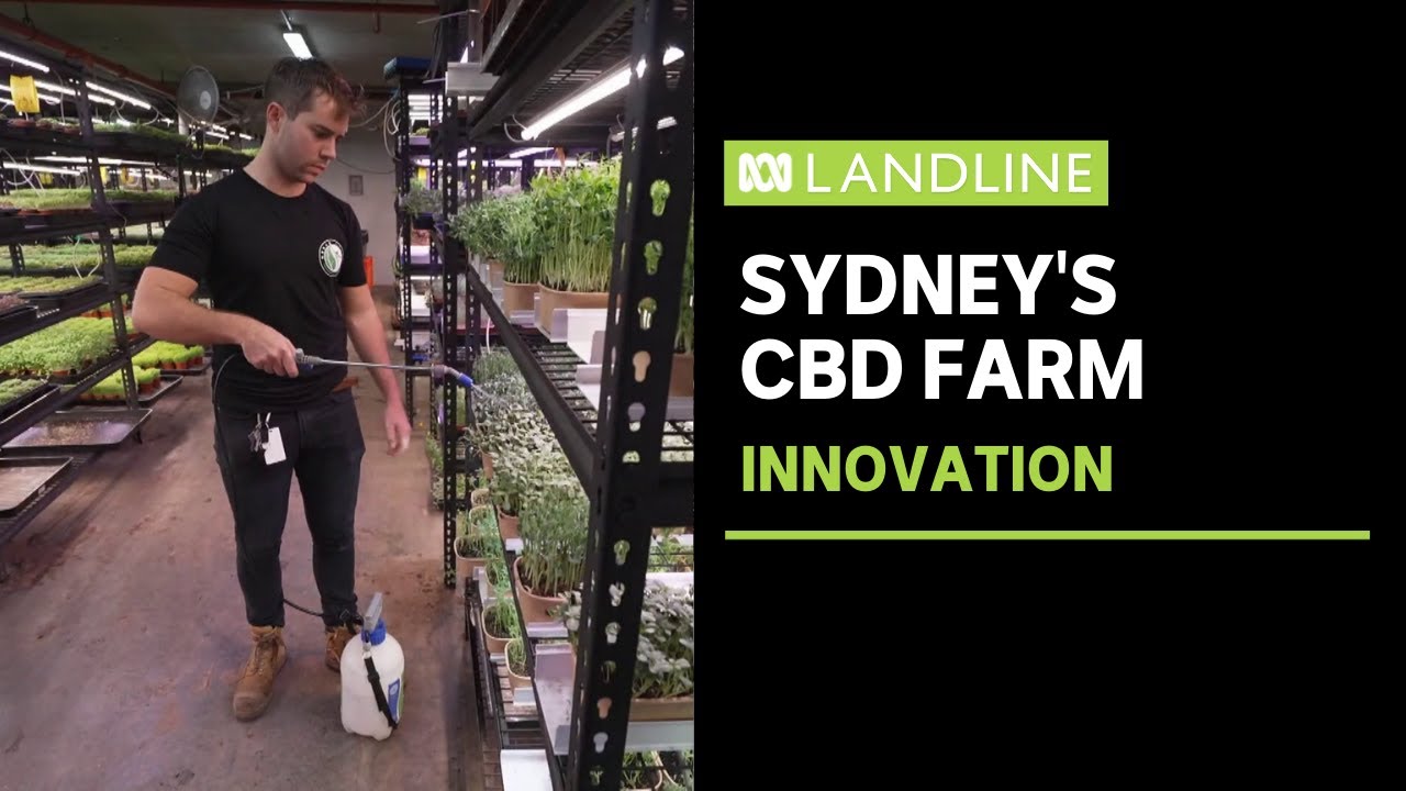 A small farm making big waves from an underground car park in Sydney | ABC News