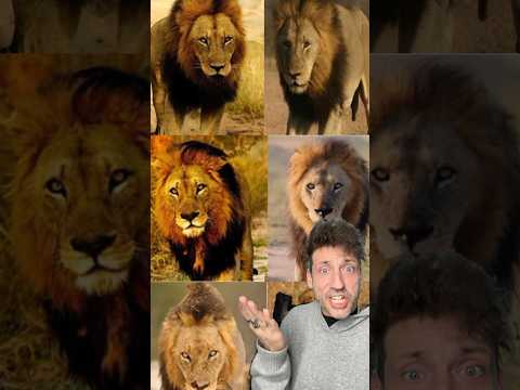 The Mapogo Lions were TERRIFYING