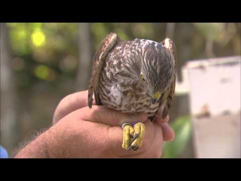 Christmas Island Bird'n'Nature Week