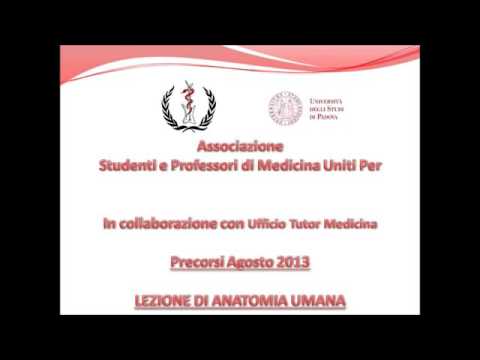 Lezione di Anatomia Umana - Apparato Respiratorio e Digerente - Precorsi 2013
