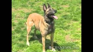 Belgian Malinos: One of Thea's relatives