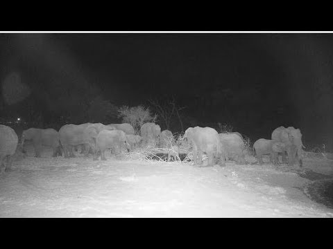 Djuma: Elephants checking out the new pan and fresher water - 20:52 - 10/05/19