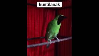 Download lagu cucak Ijo Ngekek kuntilanak #shorts mp3