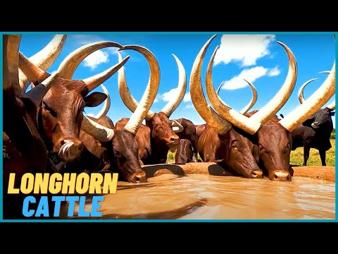 How Farmers Are Raised Millions Of LONGHORN CATTLE In America And Africa