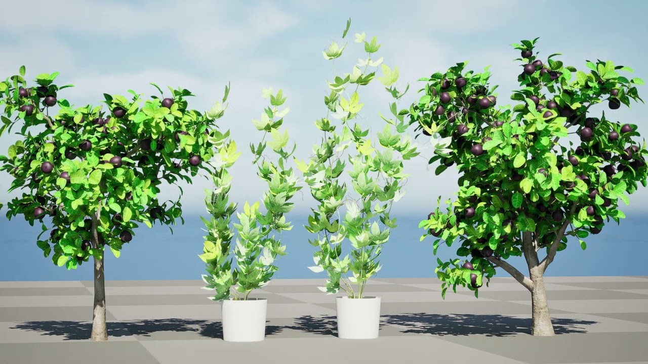 パッションフルーツの木 3D 3Dモデル