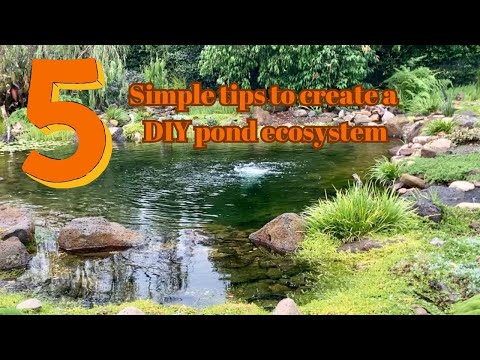 5 Tips to create a complete pond ecosystem