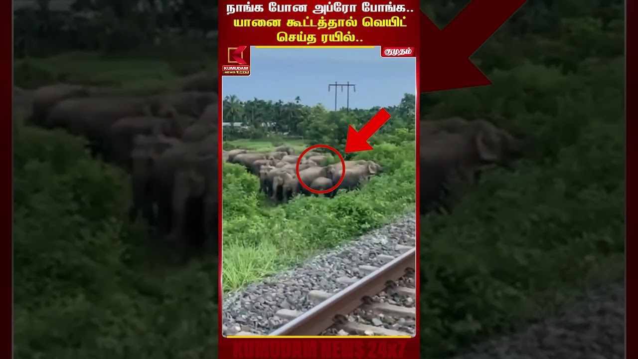 யானை கூட்டத்தால் வெயிட்செய்த ரயில்.. #Elephants | #Viralvideo | #Train | #viral | #Kumudamnews24x7
