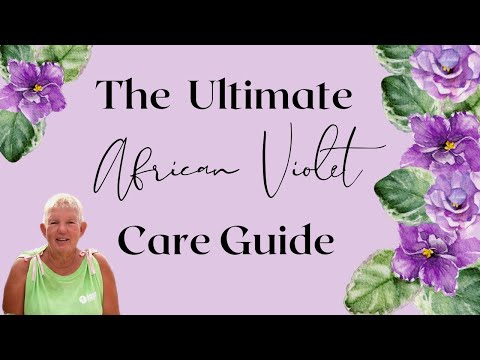 The Ultimate African Violet Care Guide