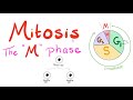 Mitosis Cell Division The M Phase Of The Cell Cycle Biology For MCAT DAT SAT ACT AP Bio