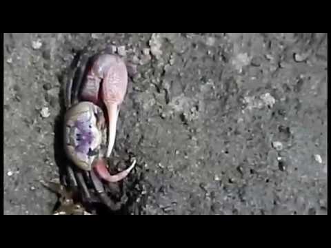 Using Fiddler Crabs As Bait