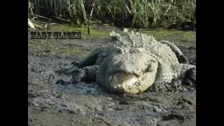 preview picture of video 'Crocodile Safari at Maldoli, Chiplun, Kokan, Maharashtra.'
