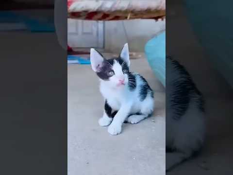 Firdous ki cat ko kuch nahi pina 🤣😂🤩#shorts #viral #trending #funny....