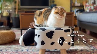 朝ごはんから始まる猫との日常/無印良品週間/朝活とmojo活【猫と暮らしのvlog】